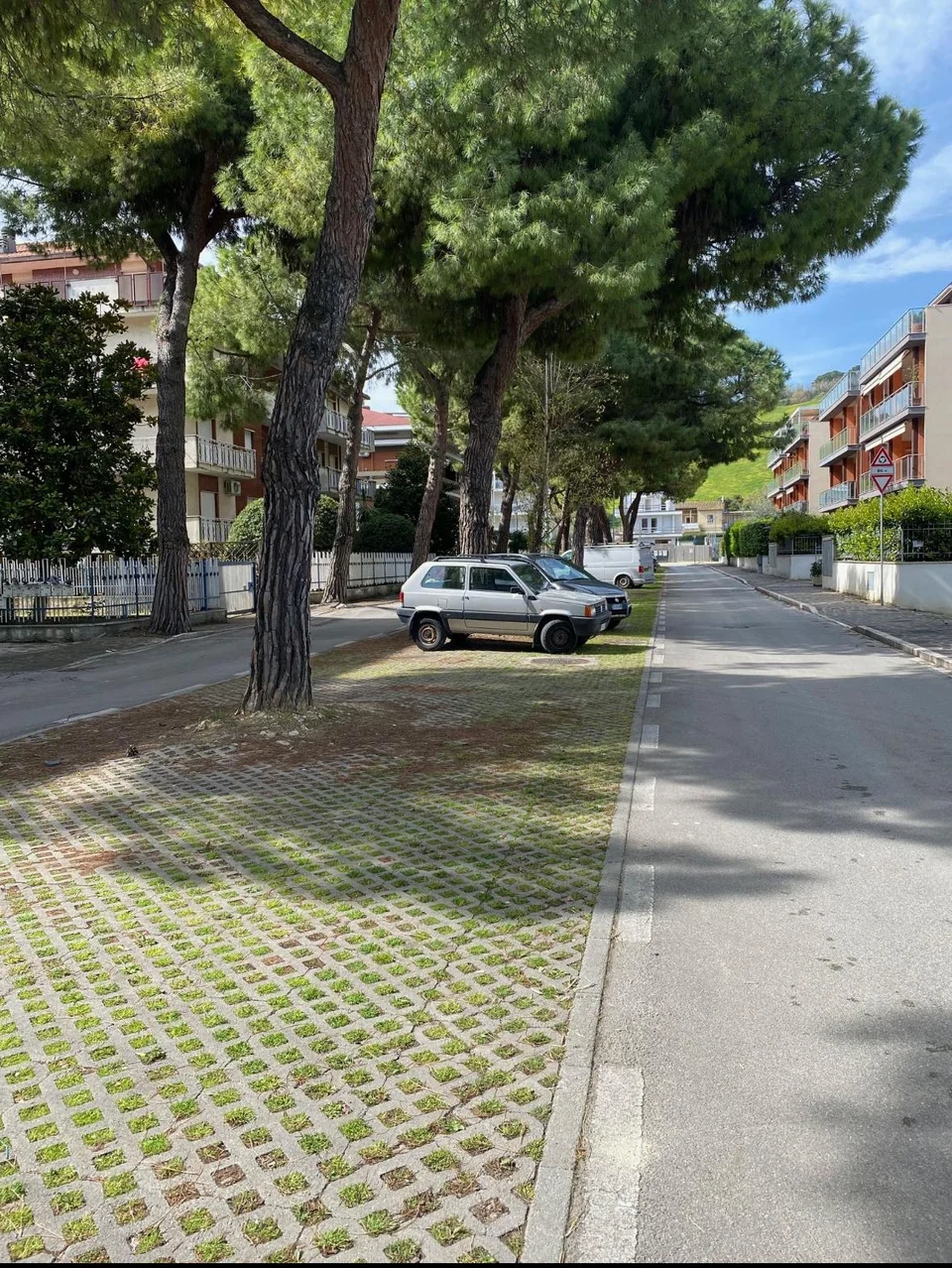 Cittadino Governante, gli alberi davanti al Liceo Scientifico non si toccano!