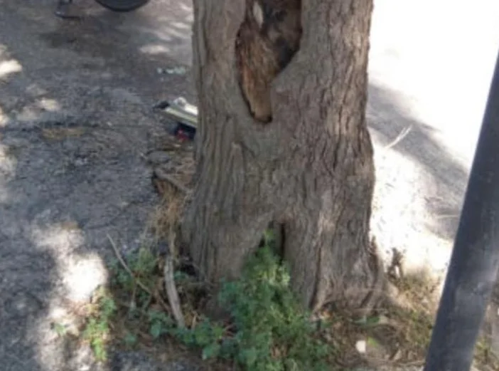 Abbattuti 9 alberi su via Bolzano a Pineto