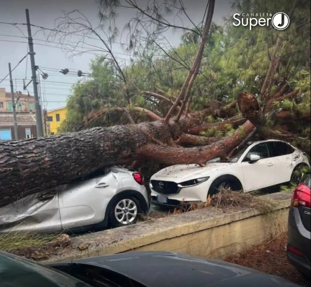 Enorme albero si schianta sulle auto: dramma sfiorato a Silvi
