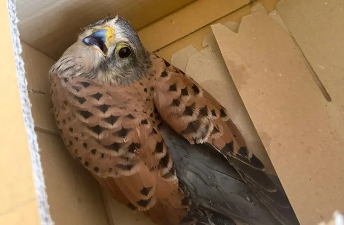 Recuperato a Teramo un gheppio ferito, sarà trasferito al Cras di Pescara