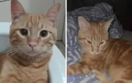 Micio smarrito a Teramo