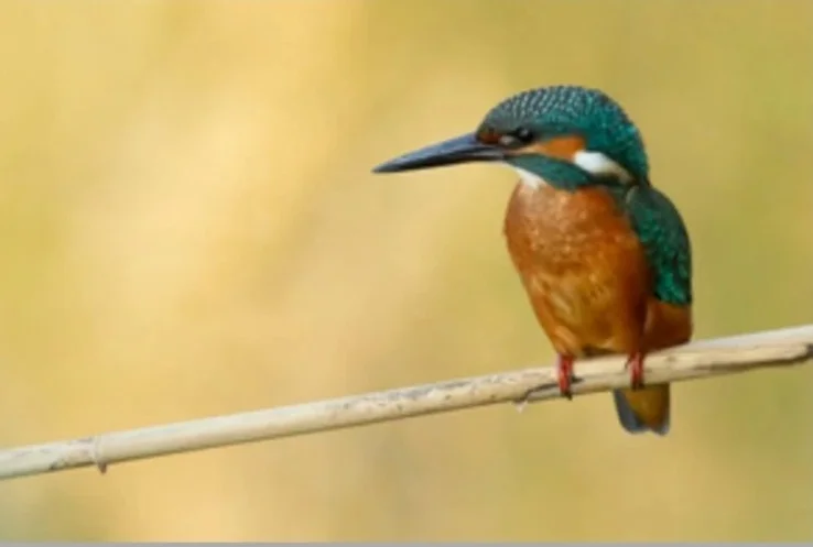 Un gioiello di Martin Pescatore al Parco Fluviale