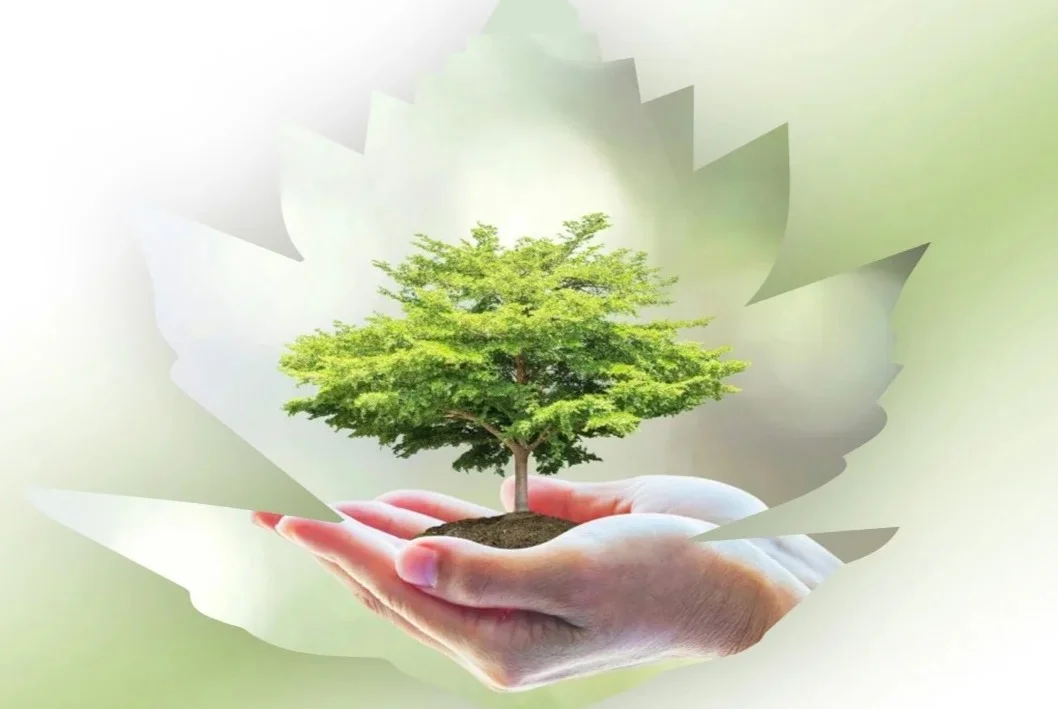 "Dona un albero" a Pineto: i cittadini posso donare una pianta per valorizzare il territorio