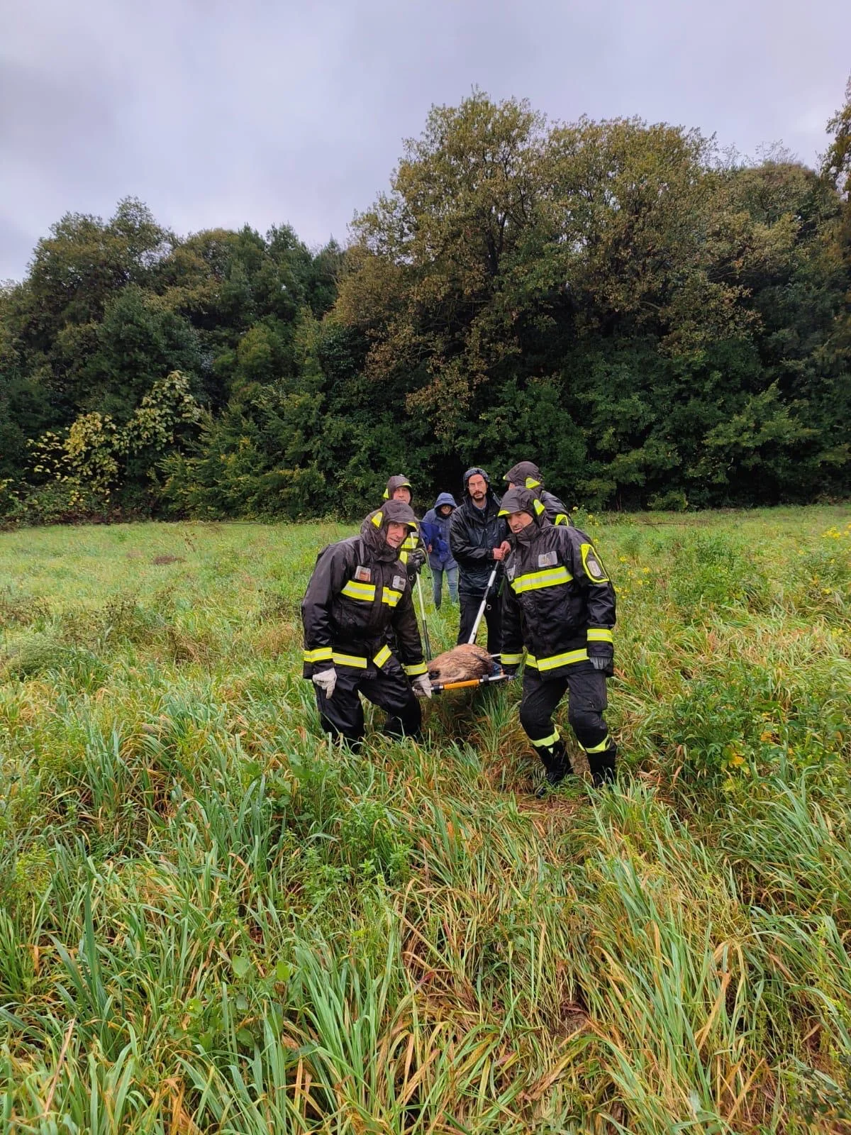 Maltempo, oltre 30 interventi dei vigili del fuoco: recuperato un lupo ferito a Scerne di Pineto