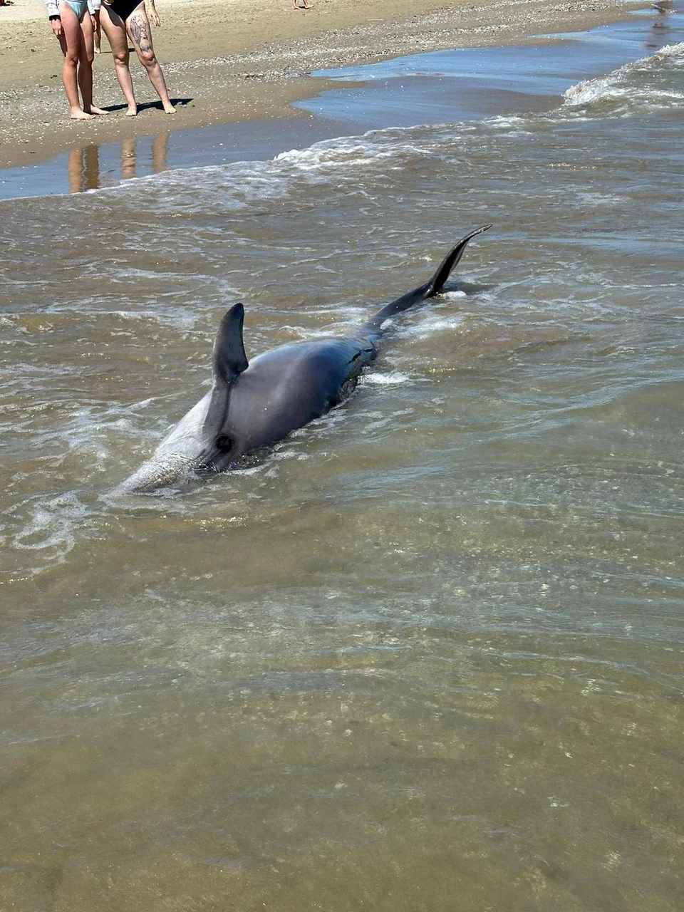 Trovato delfino morto lungo l'arenile sud di Giulianova