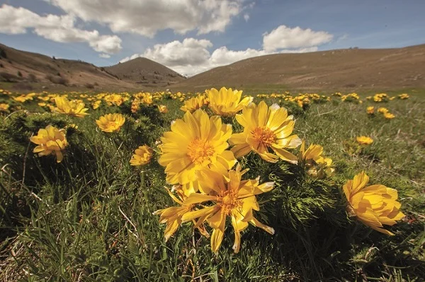 Festa della Flora nel cuore botanico del Parco Gran Sasso-Laga