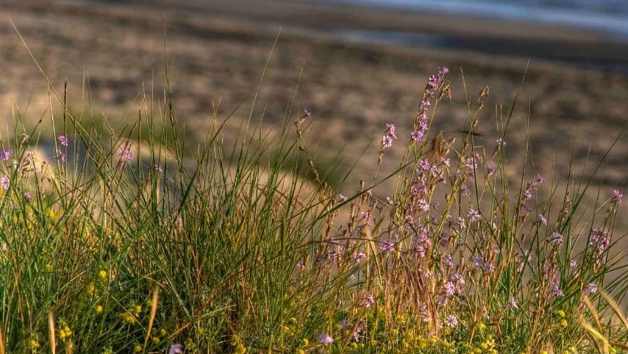 Amp Cerrano, evento conclusivo del progetto SEED per la valorizzazione della biodiversità