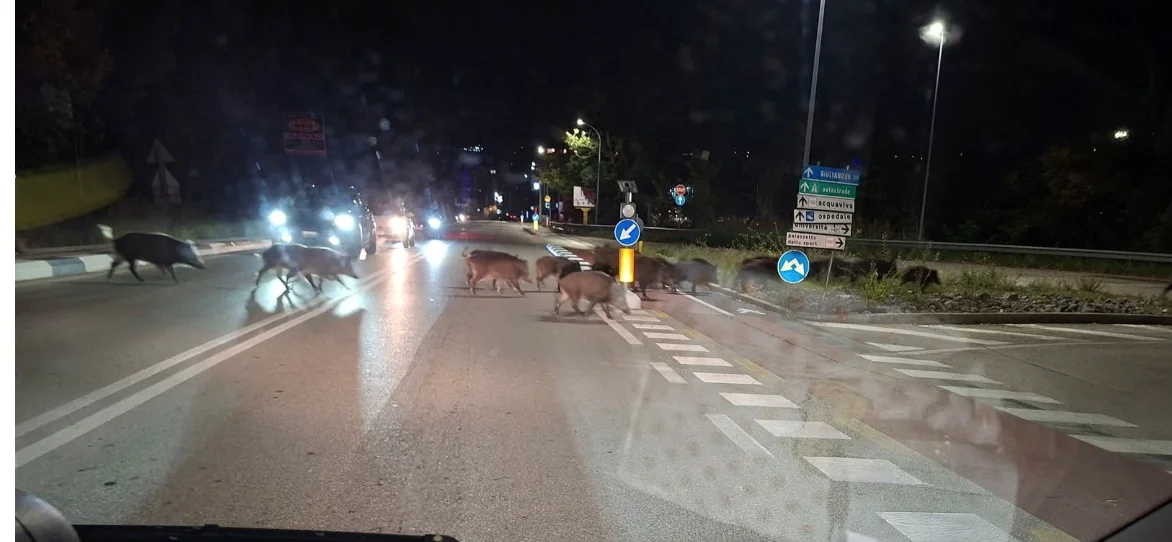 Branco di cinghiali a spasso per Colleparco