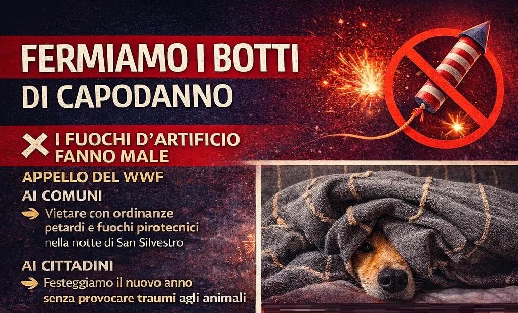 Botti di Capodanno, l'appello del WWF ai Comuni e ai cittadini