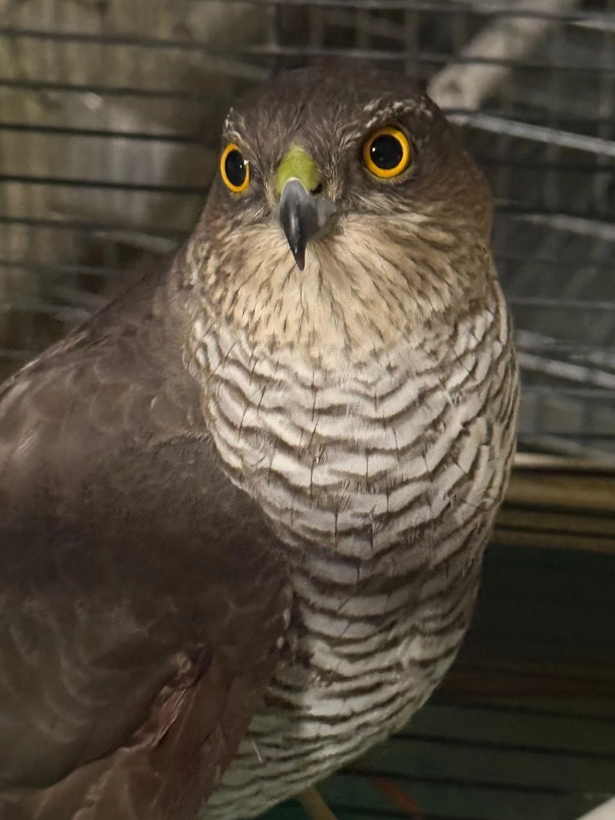 Esemplare di Astore in difficoltà soccorso a Teramo