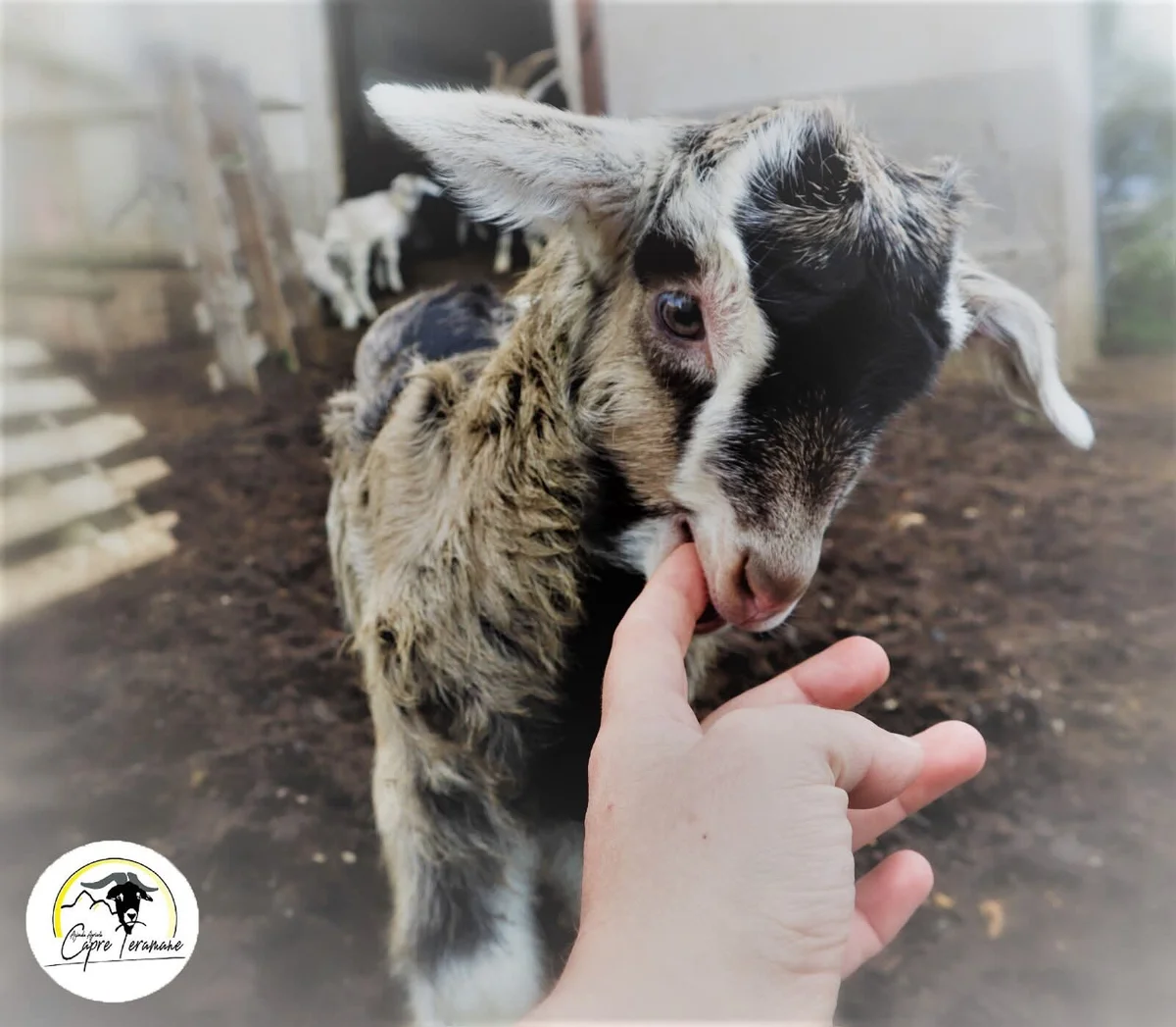 Eventi eto-didattici nell'incontro con etica ed avventura