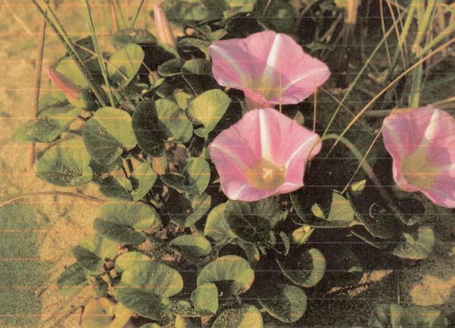 Progetto pedonale Lungomare Europa Martinsicuro: le obiezioni di Simona Lattanzi