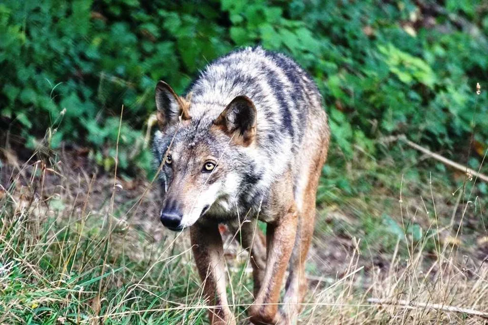 Avvistamenti di lupi anche in pianura, i consigli del WWF per la coesistenza