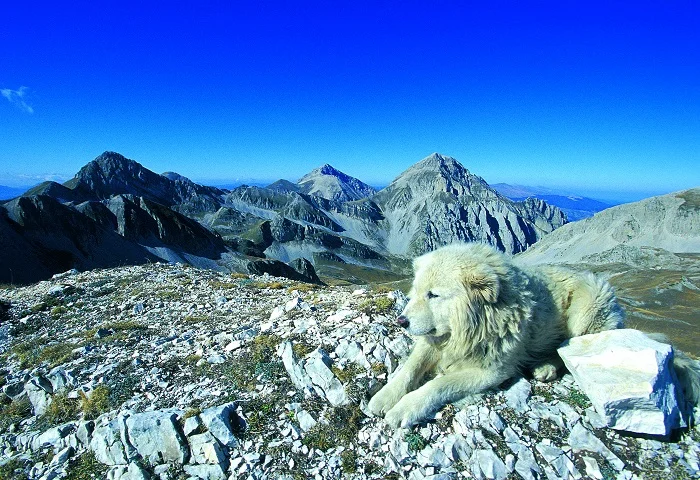 Gran Sasso Laga Park, al via il nuovo progetto "Argos: uno sguardo al sociale dal mondo zootecnico"