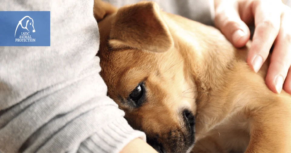 Cane ucciso nel Teramano: si chiude il processo con un patteggiamento
