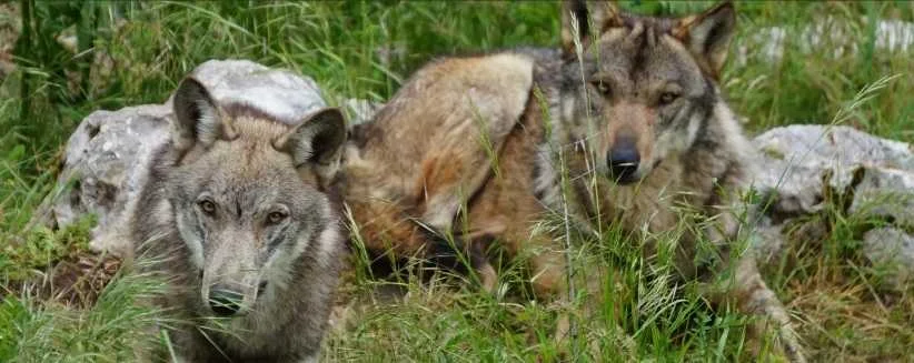 Lupi uccisi nel PNALM, Torto chiede un piano per la conservazione e la coesistenza con la specie