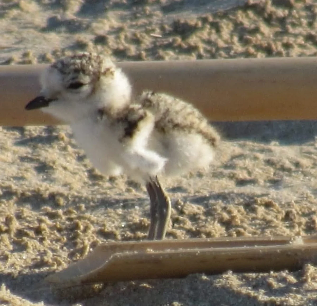 Adotta una spiaggia: la pulizia a mano dell’Oasi del Fratino e della Camomilla di mare a Giulianova