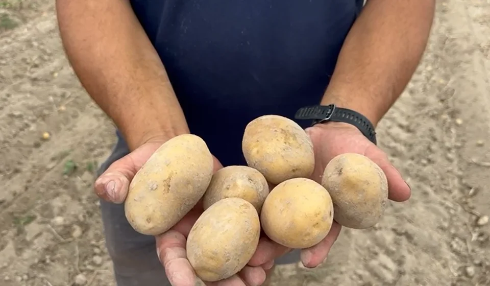 Patate abruzzesi, allarme di Coldiretti per le importazioni dal nord Europa