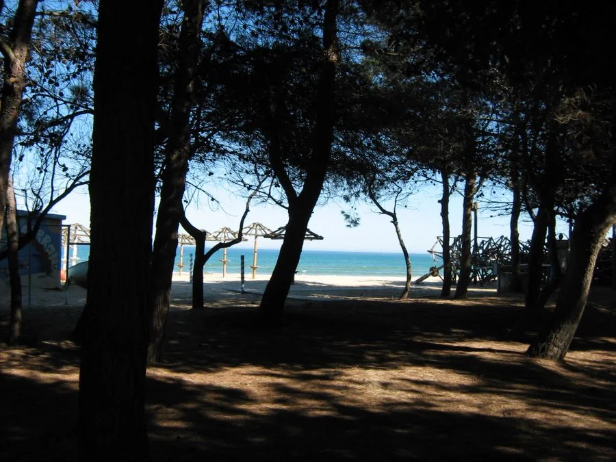 Ok al progetto di forestazione nella pineta litoranea di Silvi