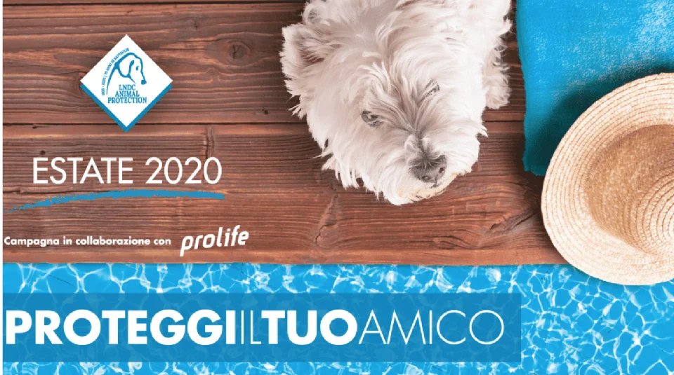 Proteggi il tuo amico a 4 zampe dal caldo: i consigli della Lega del Cane