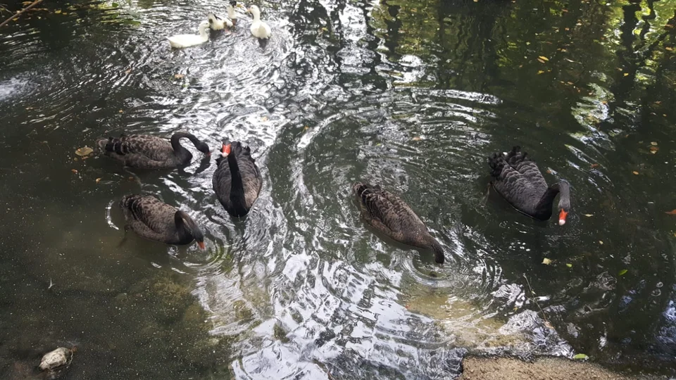 Teramo, proseguono le ricerche del cigno: Tutela Animali Invisibili si riserva di sporgere denuncia