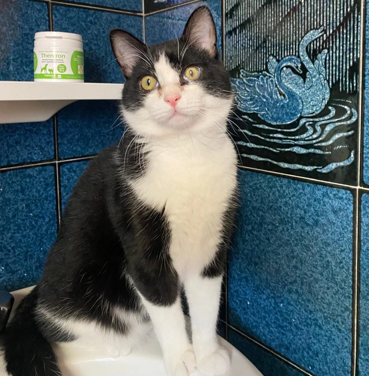 FOTO | Adotta un gatto, torna l'iniziativa della Lida Teramo