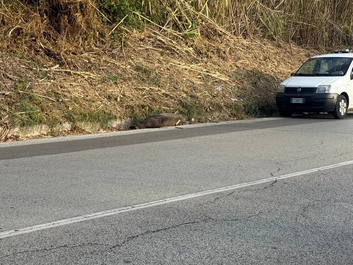 Cinghiale investito nella notte: rinvenuta carcassa sulla Ss 80