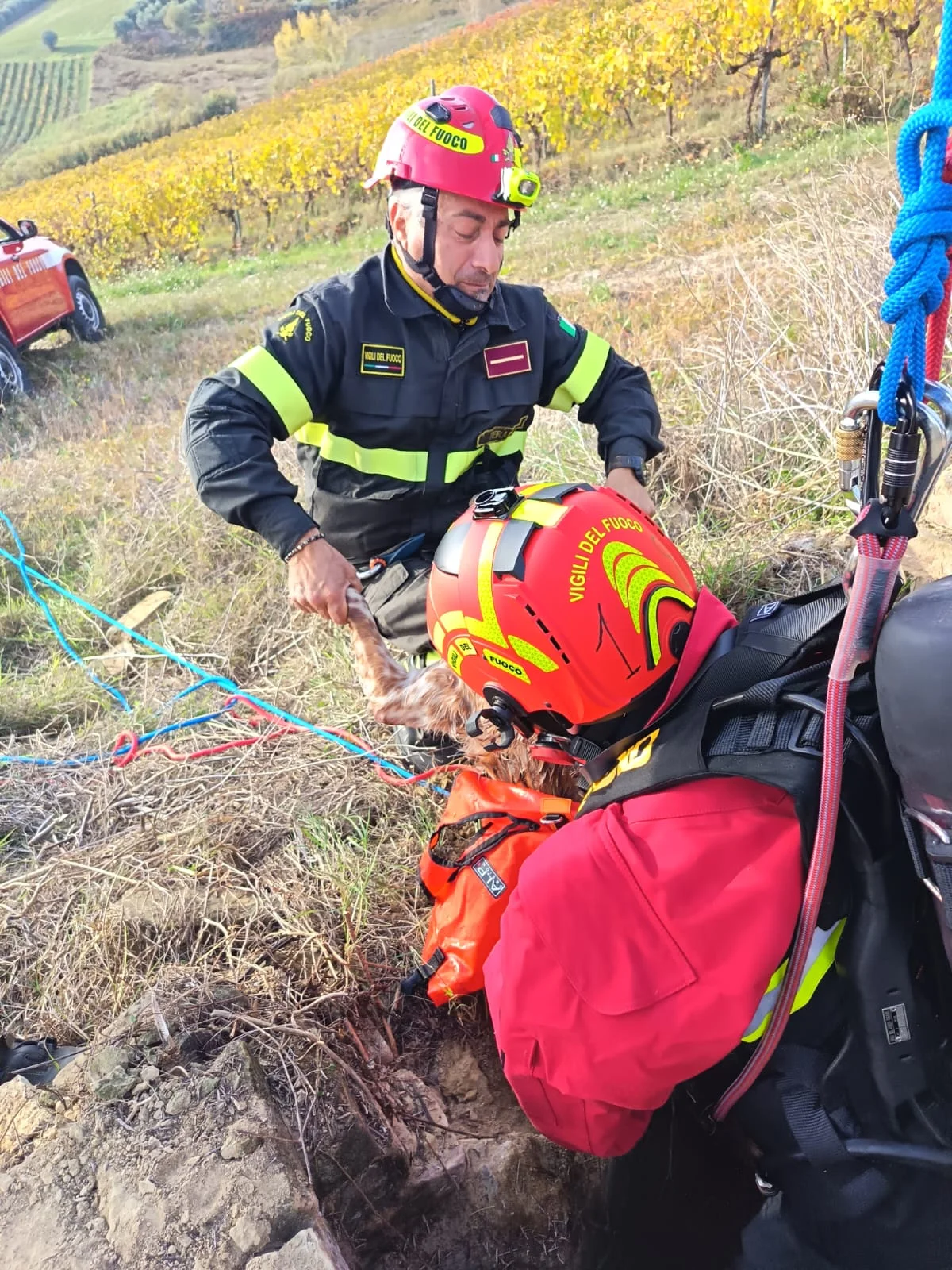 FOTO e VIDEO | Cane scivola in un pozzo a Controguerra: salvato dai Vigili del Fuoco