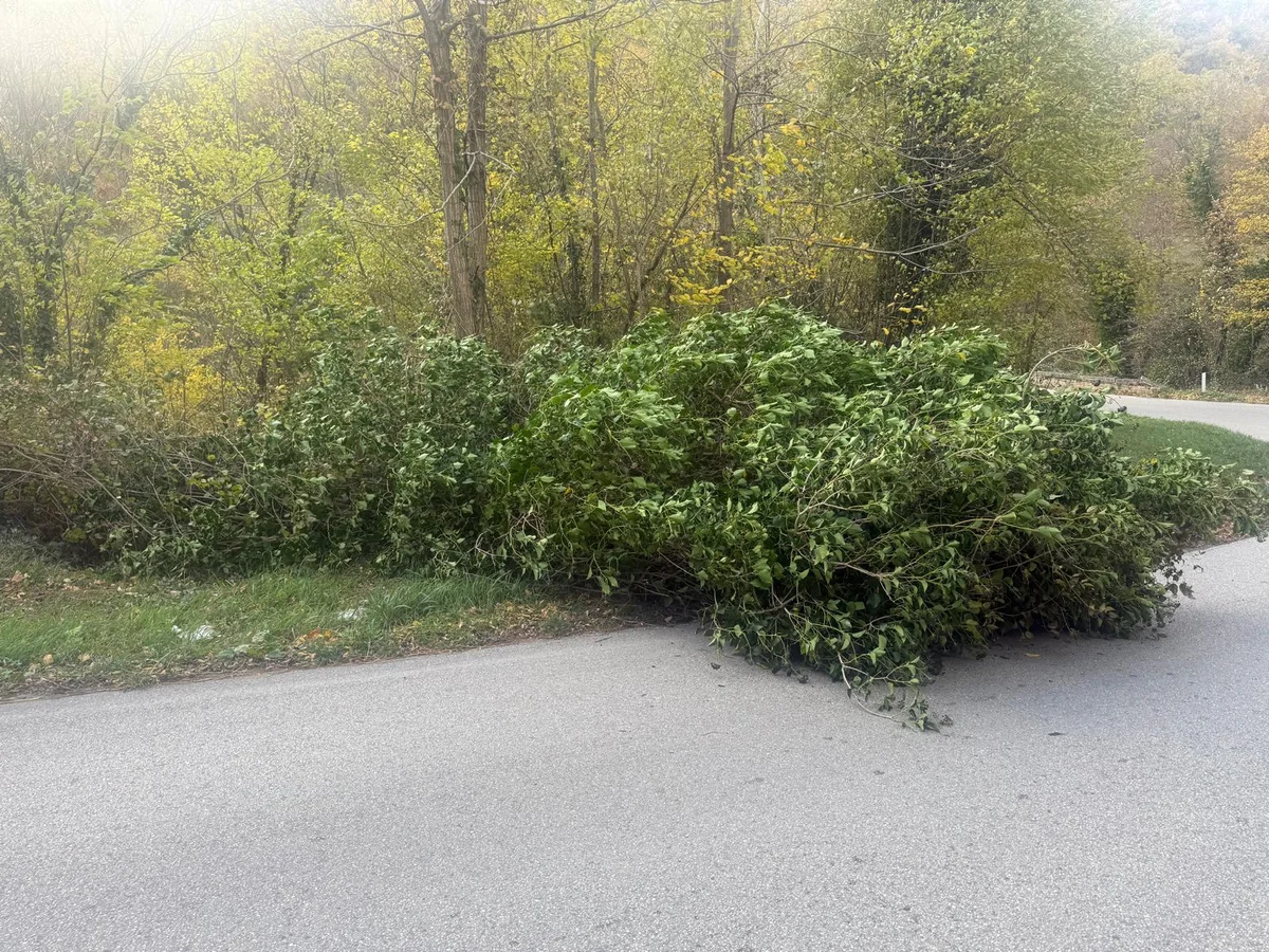 FOTO | Cade grosso albero al bivio di Panteneto