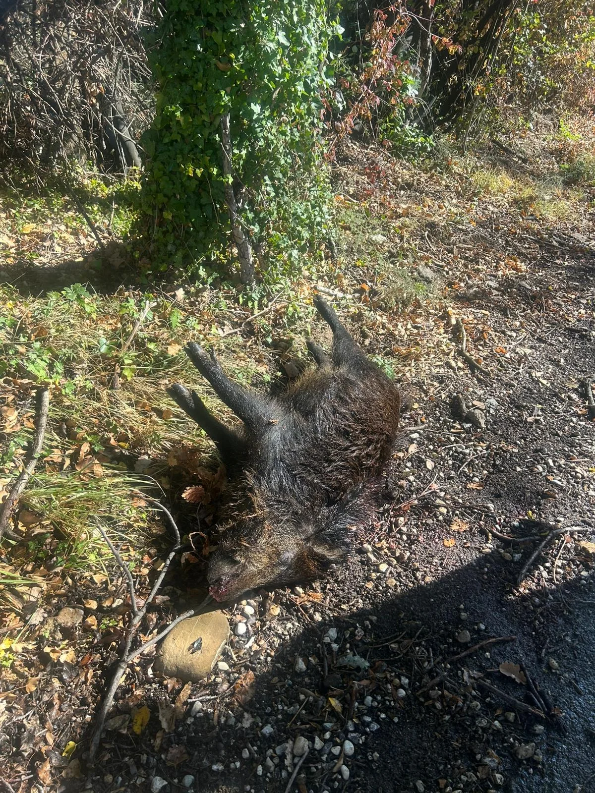 Carcassa di cinghiale a Colleatterrato