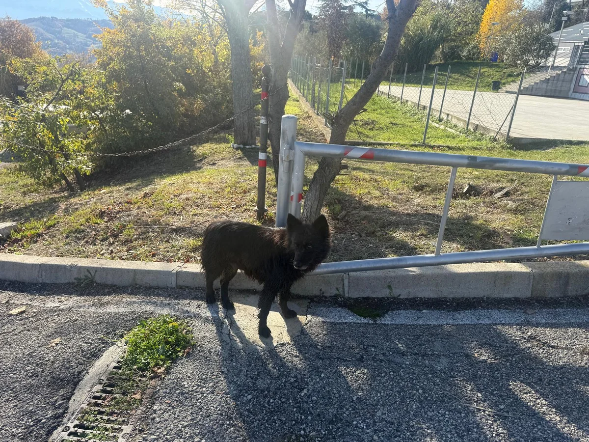 FOTO |Cane intrappolato all’interno di un pozzetto di raccolta delle acque piovane: salvato dai vigili del fuoco