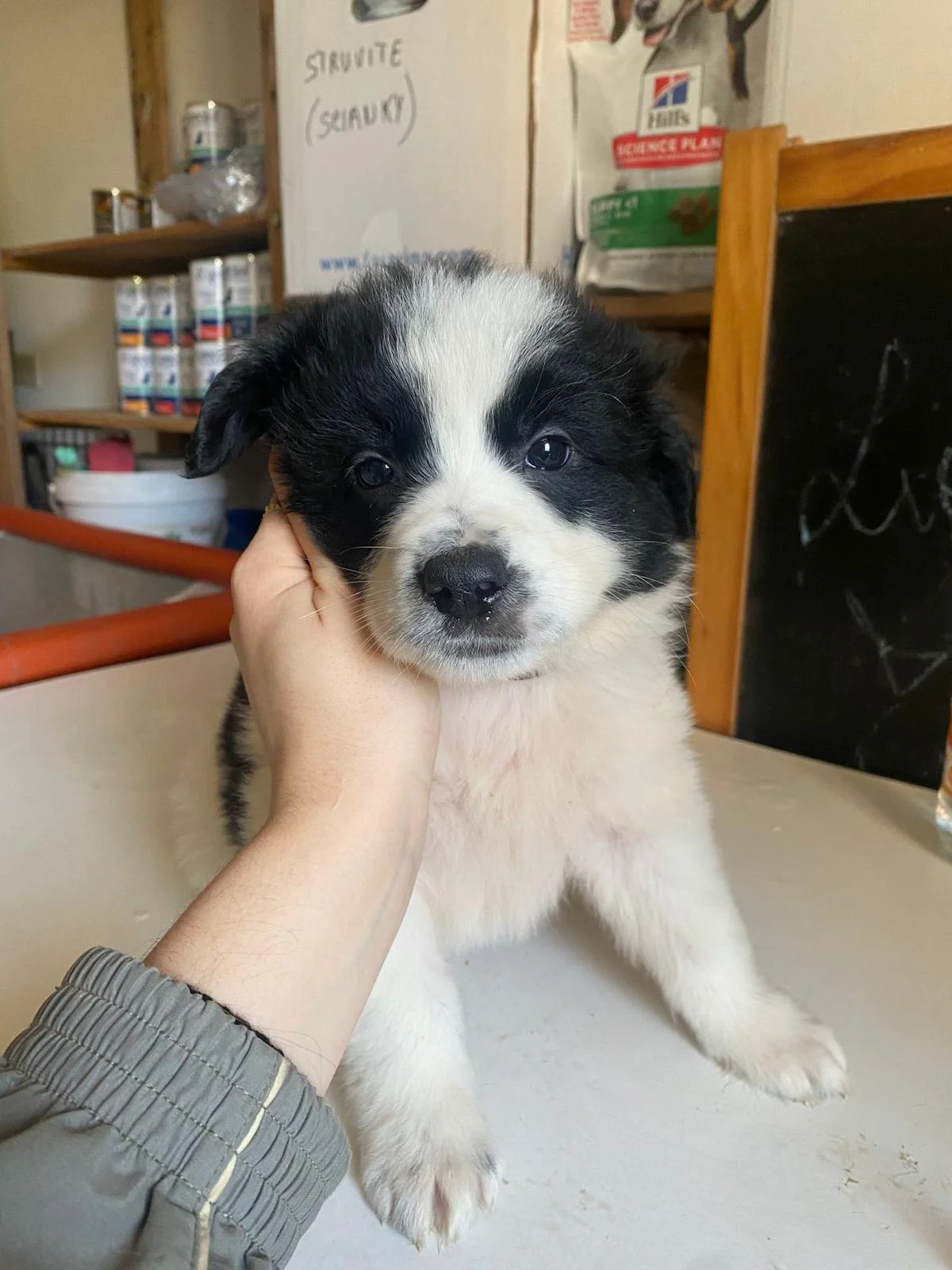 Gatti e cani da adottare al Centro Commerciale Gran Sasso