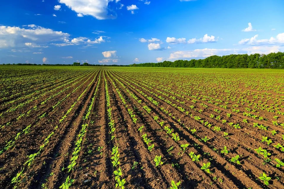 Agricoltura al femminile: il 35% delle aziende abruzzesi è guidato da donne