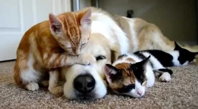 Pet economy in crescita, a Teramo spesi 17 milioni nel 2024