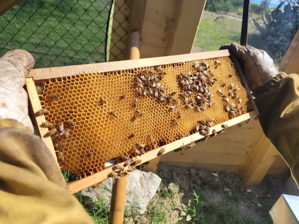 Giornata mondiale delle api, D’Eramo: custodi della biodiversità