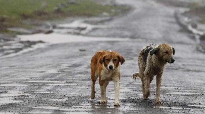 Randagismo, Abruzzo Insieme: le modifiche alla legge riducono possibilità di affido dei cani