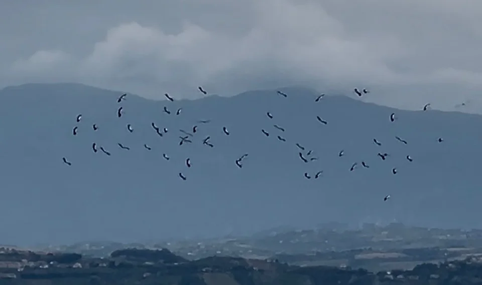 Cicogne in volo sui Calanchi di Atri, lo spettacolo incanta i visitatori della Riserva