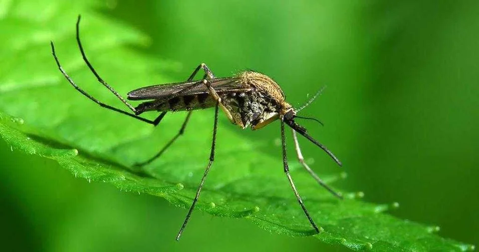 Zanzare con West Nile virus a Mosciano: nessun allarme per la popolazione