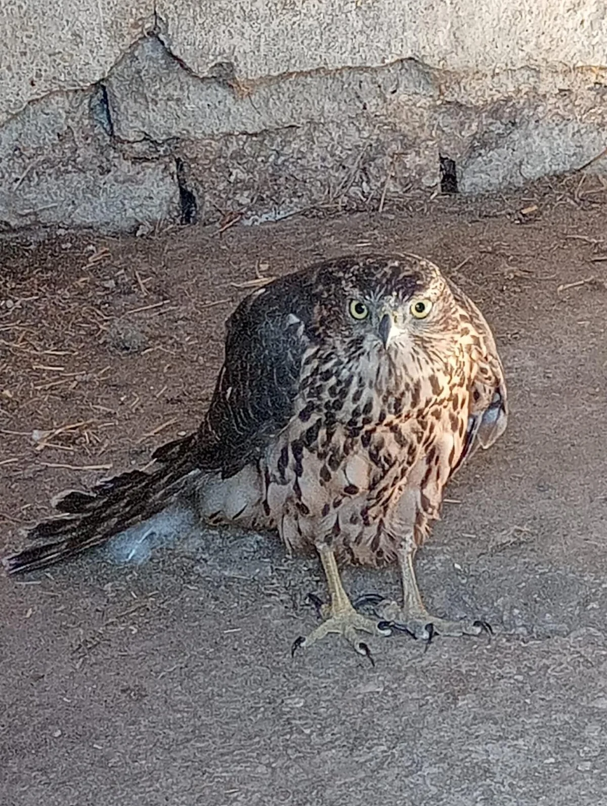 Recuperato esemplare di falco a Tofo S.Eleuterio di Teramo