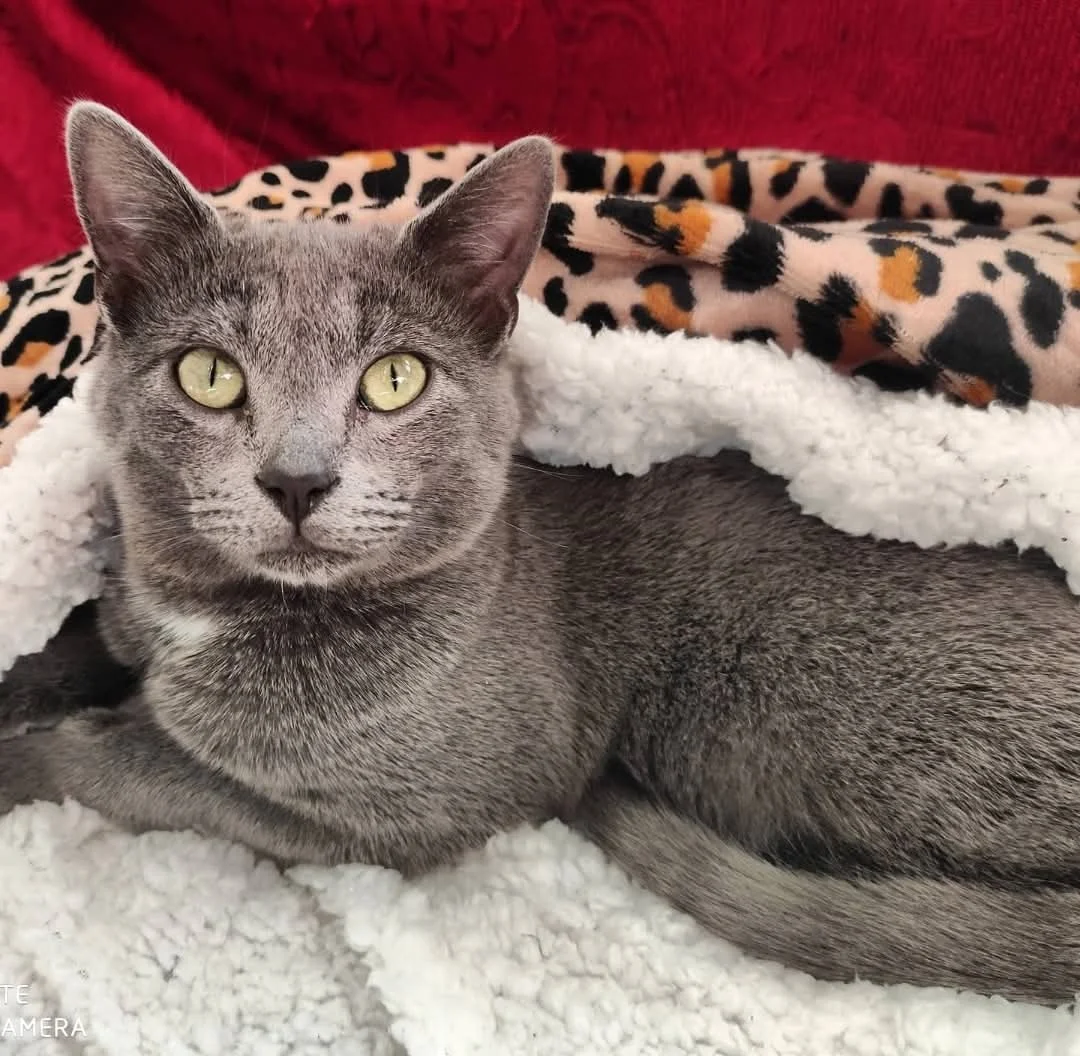 FOTO | Cani e gatti da adottare a Teramo nel week end