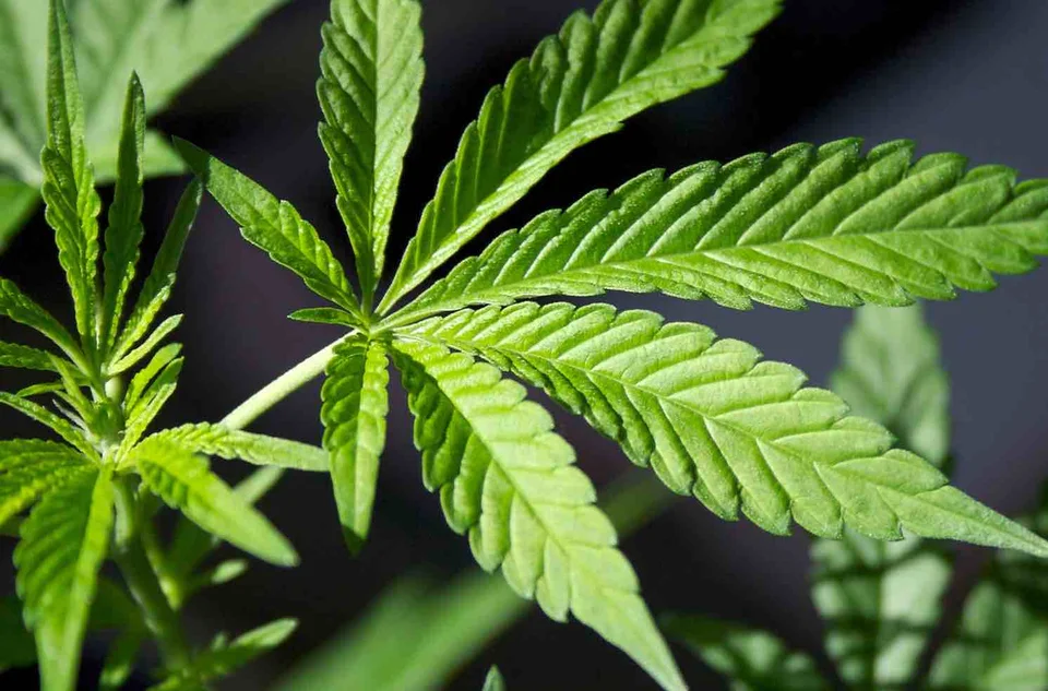 VIDEO | Una piantagione di marijuana nel terreno vicino casa, arrestati due romeni