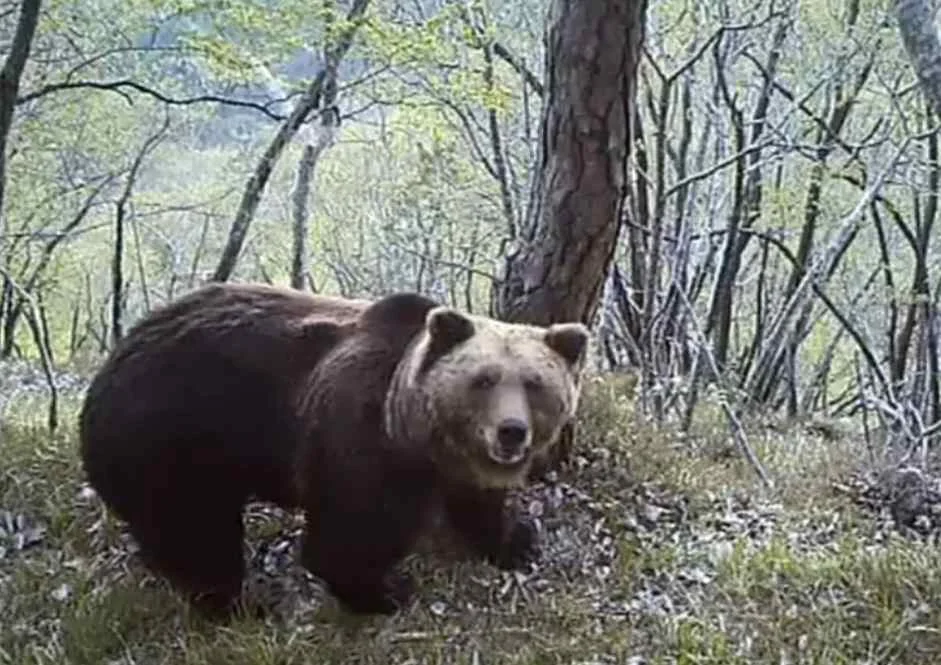 Orso M90 "Sonny" ucciso, Animalisti: "Brindiamo per imputazione coatta di Fugatti. Presto azioni legali"