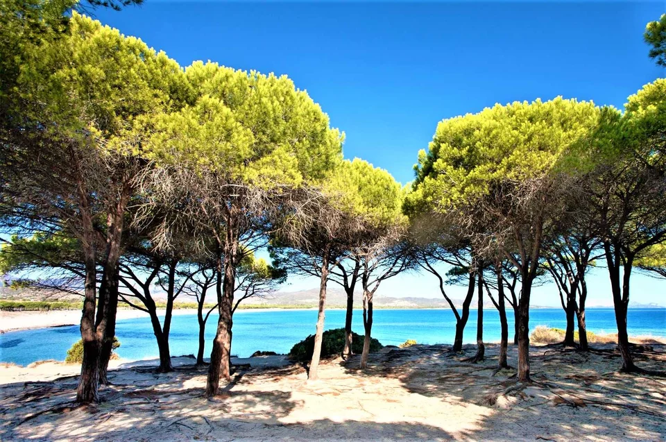 Cocciniglia del pino, rilevati i primi sintomi a Giulianova