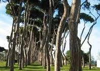 Progetto europeo Life A GreeNET: avviati i lavori di restauro forestale a Pineto