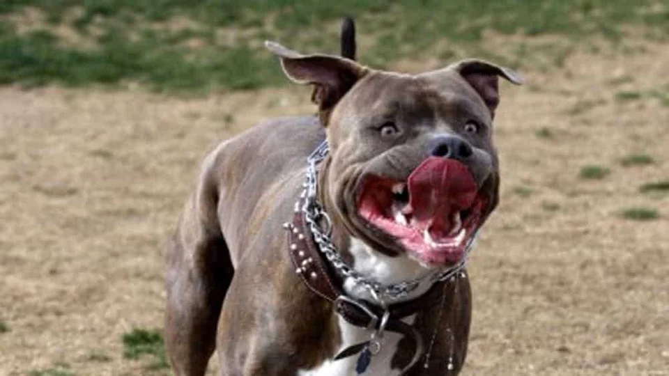 Giulianova, pitbull scagliato contro un'automobile: scatta la denuncia di LNDC Animal Protection