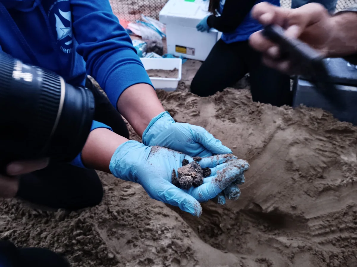 Amp del Cerrano, terminato il presidio del nido: 45 piccole tartarughe in mare