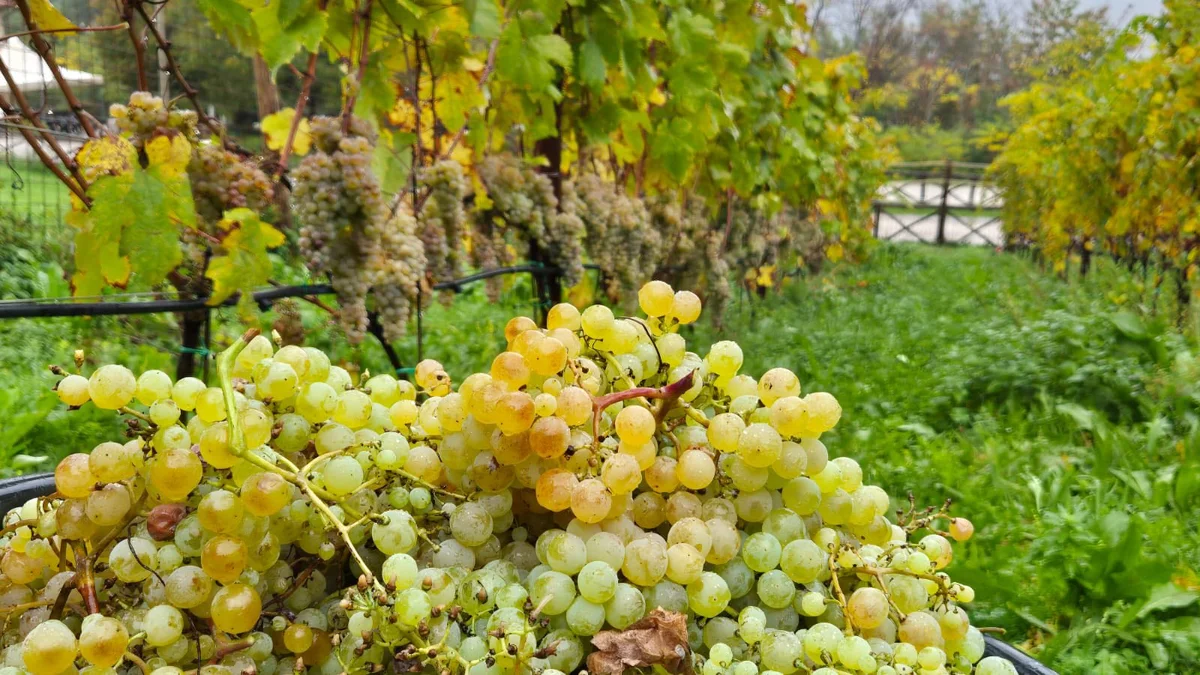 Vitivinicolo, un tavolo tecnico sulle limitazioni imposte all'Abruzzo