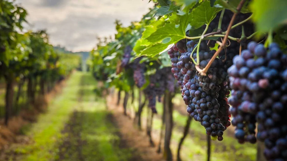Festa della Vendemmia con Jane Austen: a Teramo un weekend tra natura e atmosfere regency