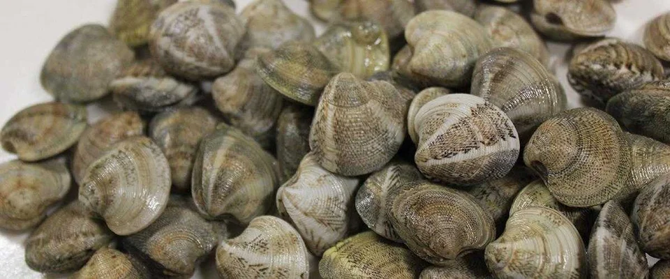 Pesca di frodo, sanzionata una vongolara. Sequestrata l'attrezzatura