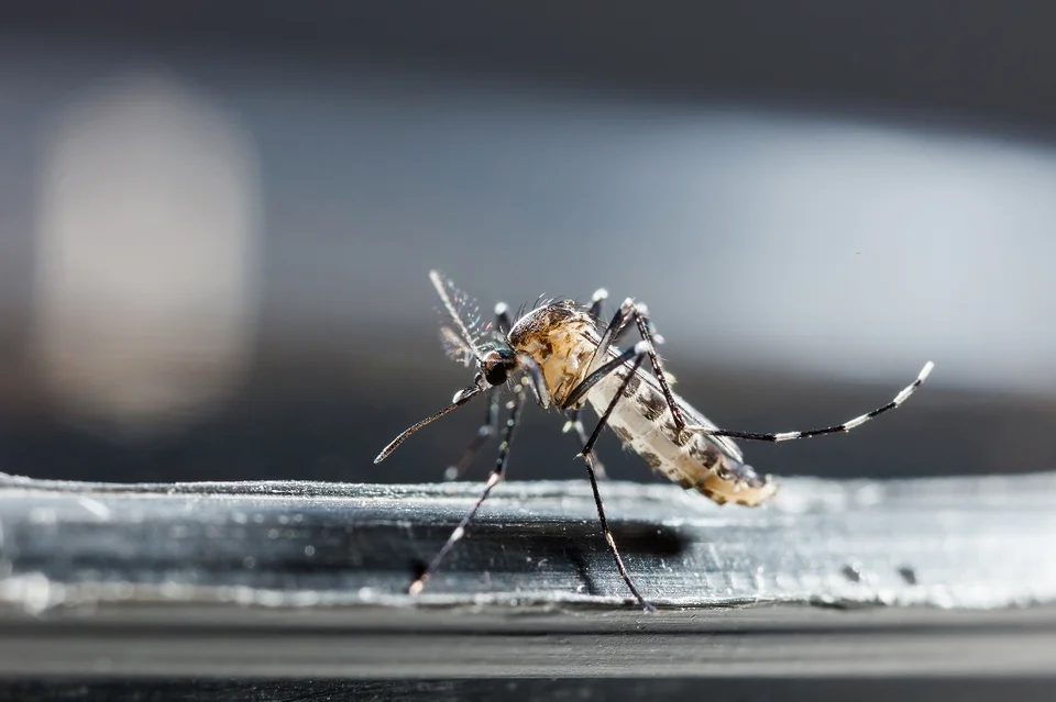 West Nile, il Comune di Pineto rassicura i cittadini: nessuna emergenza sanitaria